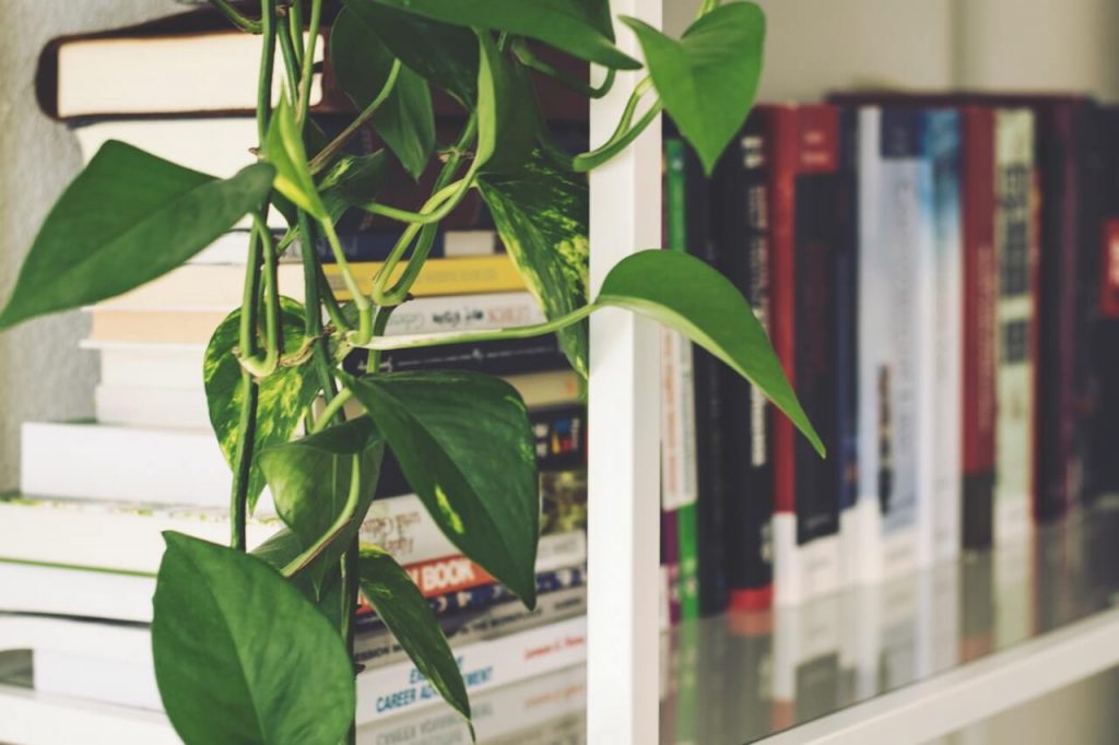 Books on rack next to a plant